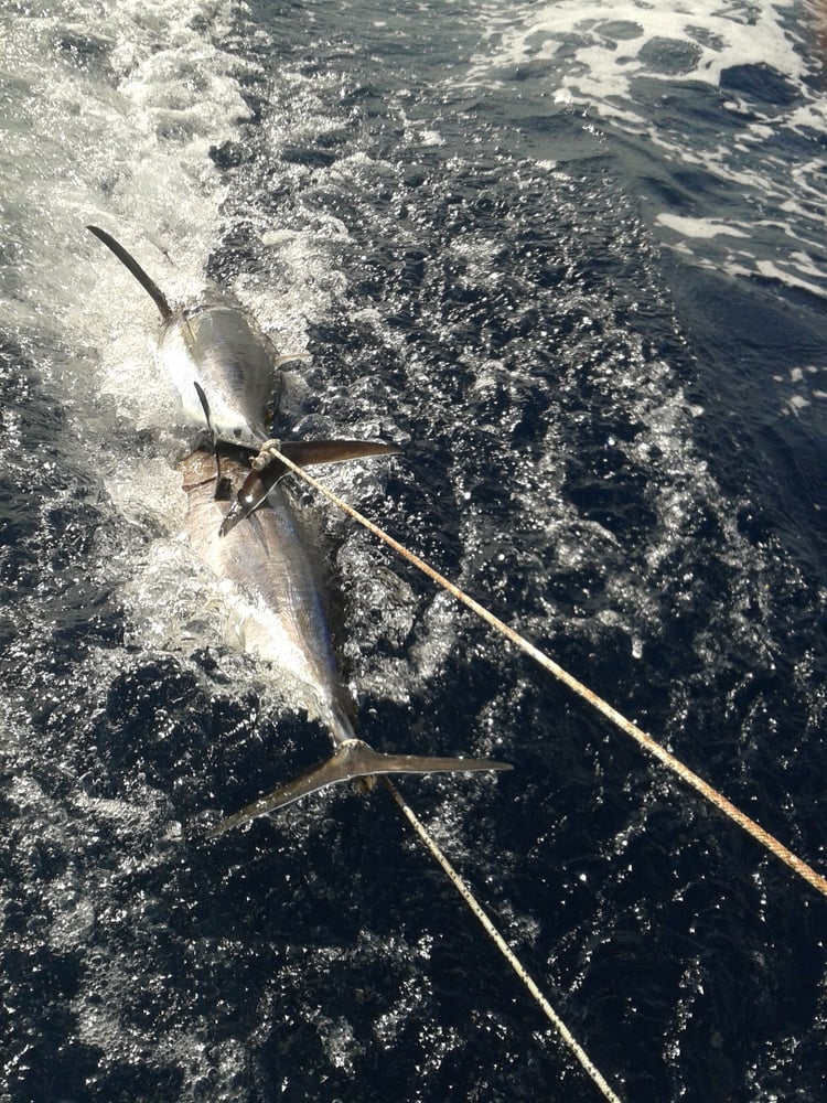 Halkidiki Tuna Fishing In Neos Marmaras