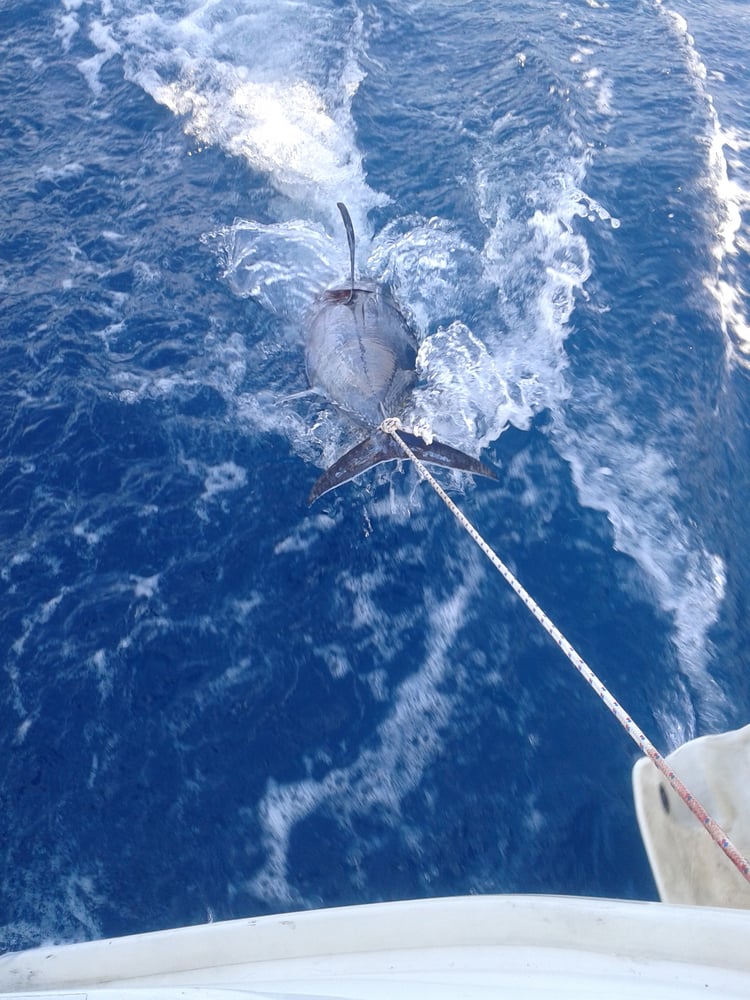 Halkidiki Tuna Fishing In Neos Marmaras