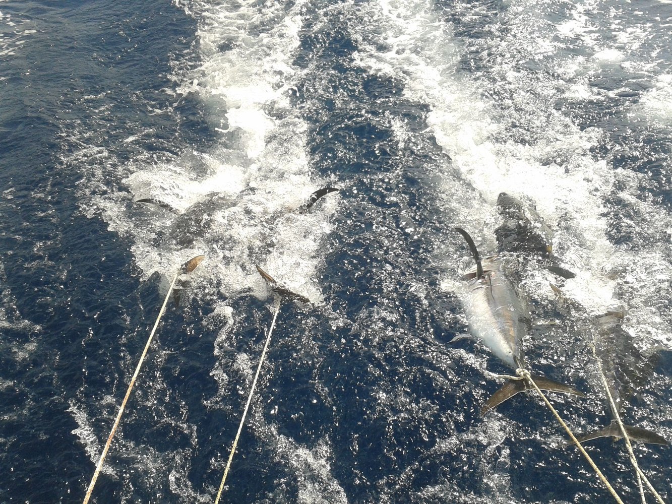 Halkidiki Tuna Fishing In Neos Marmaras