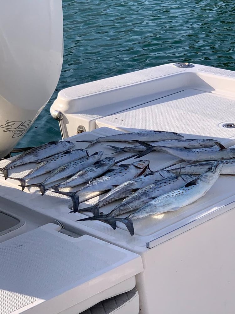 Barrier Reef Snappers And More In Islamorada