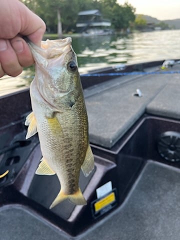 Stillhouse Lake Bass Fishing In Belton