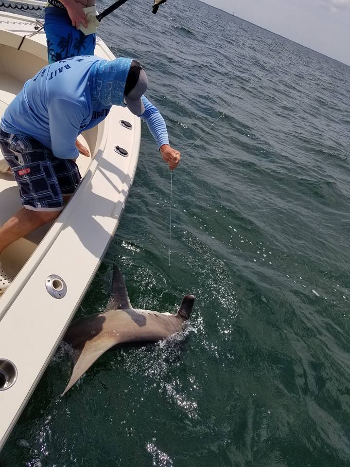 Tampa Bay Shark Hunt In Ruskin