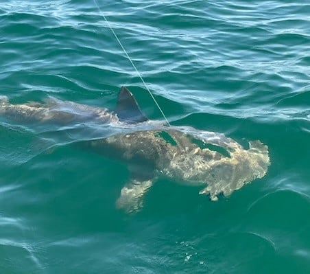 Tampa Bay Shark Hunt In Ruskin