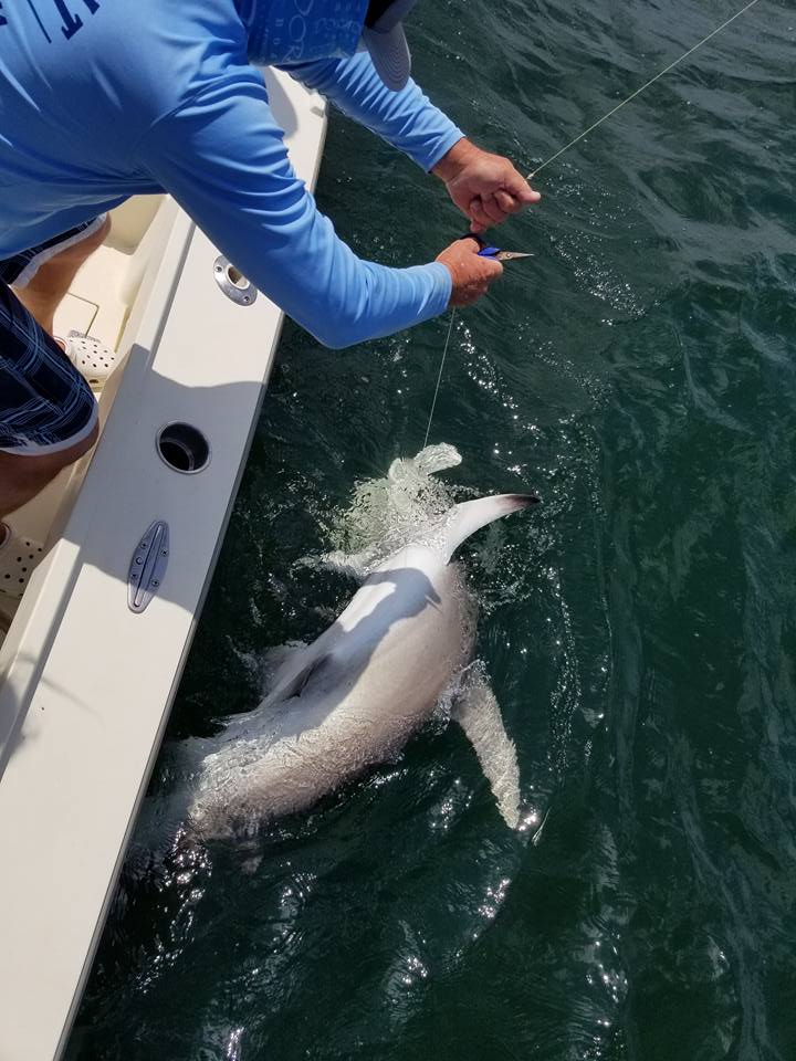 Tampa Bay Shark Hunt In Ruskin