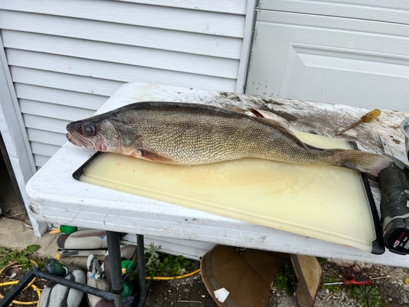 Lake Erie Walleye Hunt In Wyandotte