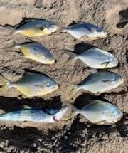 Pompano Surf Fishing Special In Melbourne Beach