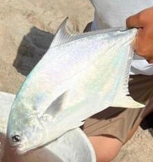 Pompano Surf Fishing Special In Melbourne Beach