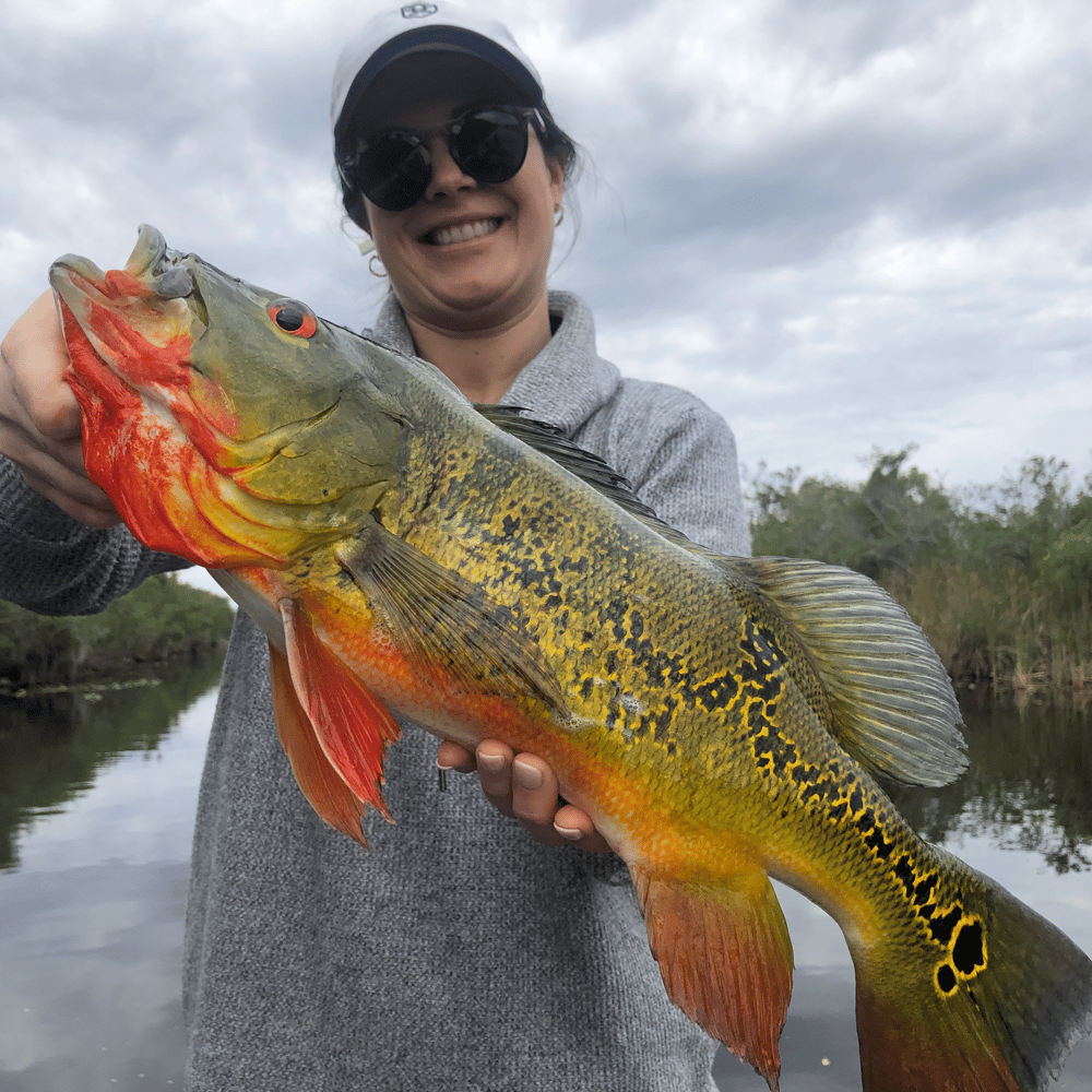 Everglades Peacock Bass/Largemouth In Fort Lauderdale