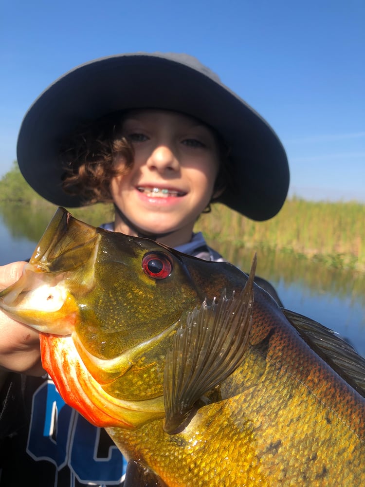 Everglades Peacock Bass/Largemouth In Fort Lauderdale