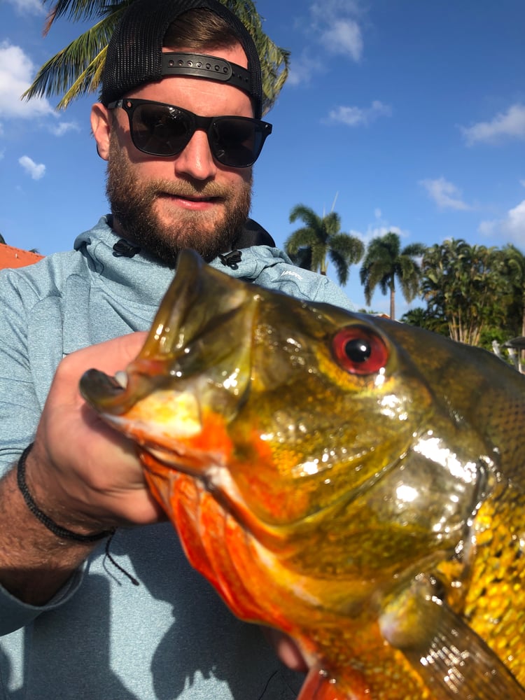 Everglades Peacock Bass/Largemouth In Fort Lauderdale