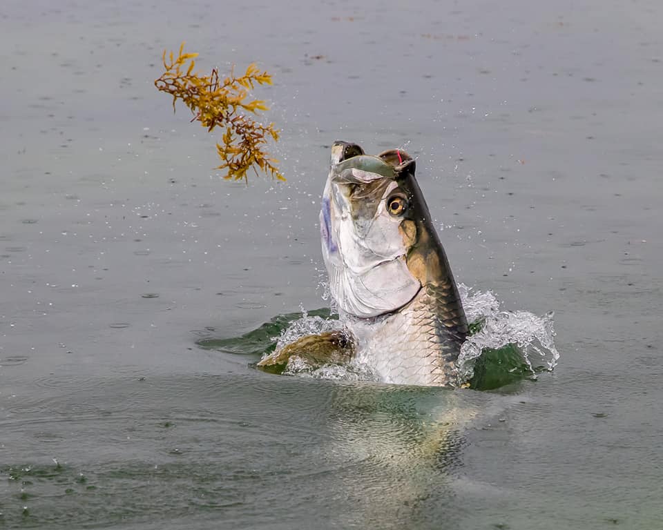 Islamorada Tarpon On The Fly In Islamorada