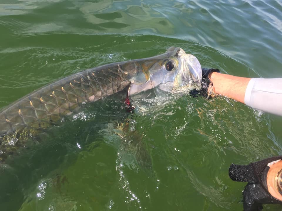 Islamorada Tarpon On The Fly In Islamorada