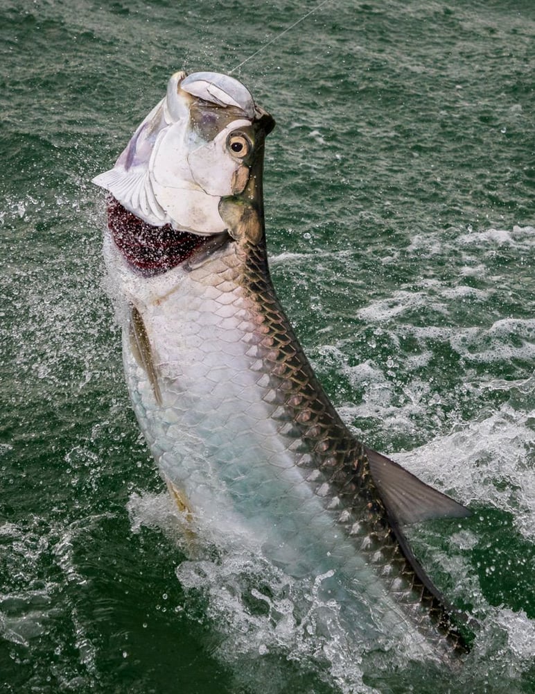 Islamorada Tarpon On The Fly In Islamorada