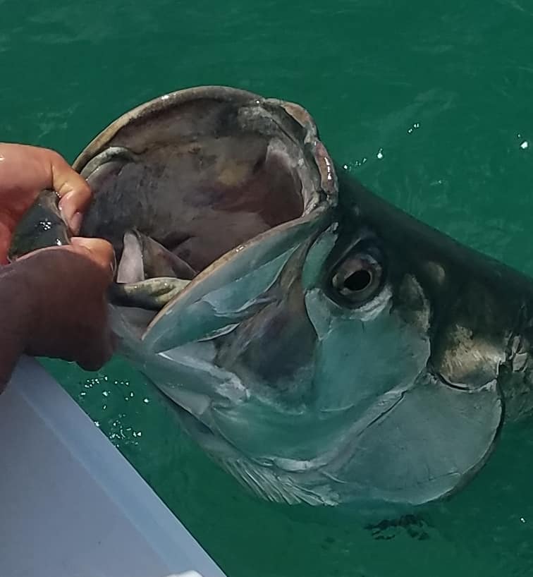 Islamorada Tarpon On The Fly In Islamorada