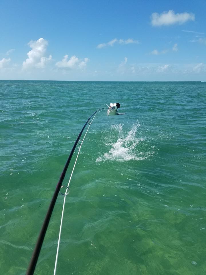 Islamorada Tarpon On The Fly In Islamorada