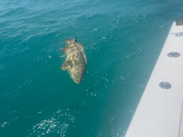 Reefs And Wreck Fishing In Summerland Key