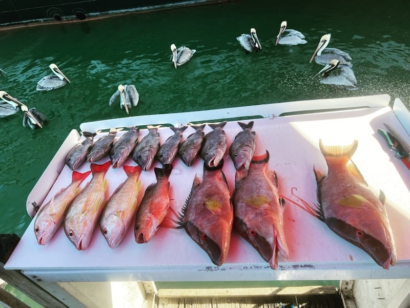 Clearwater Offshore Reefs & Wrecks In Clearwater