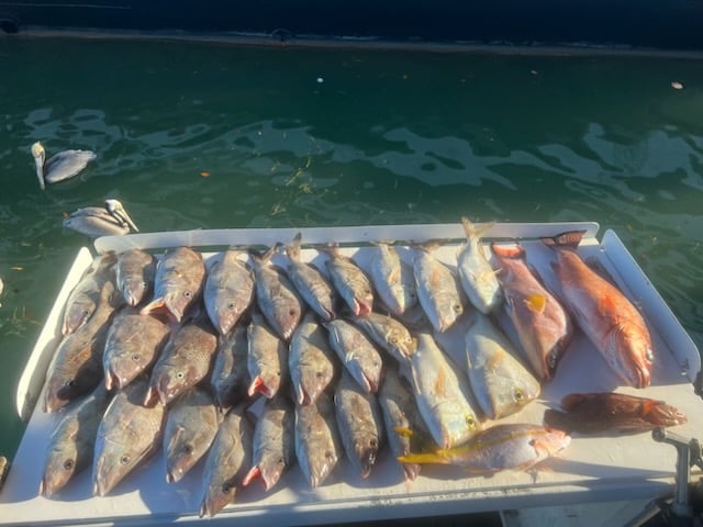 Clearwater Offshore Reefs & Wrecks In Clearwater