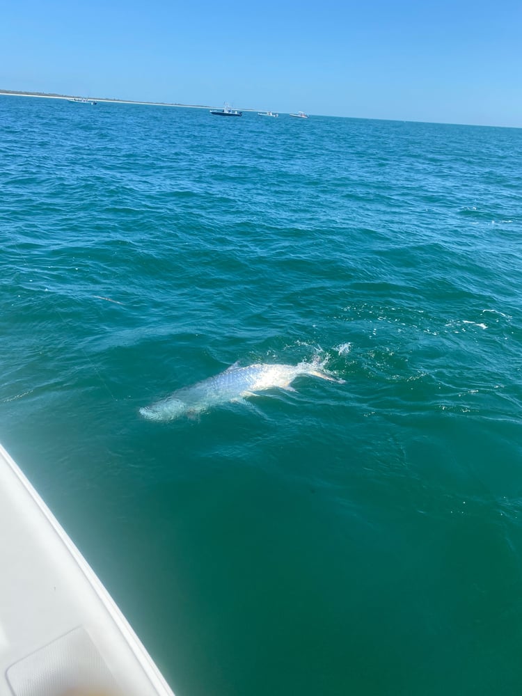 Tampa Tarpon Fishing In Tampa