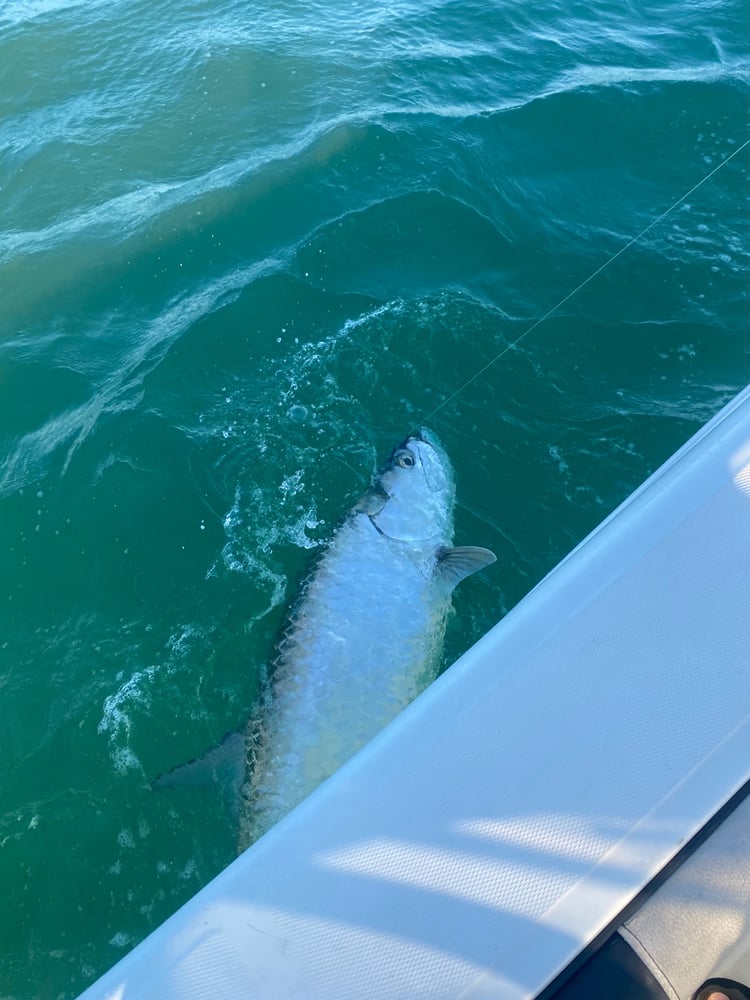 Tampa Tarpon Fishing In Tampa