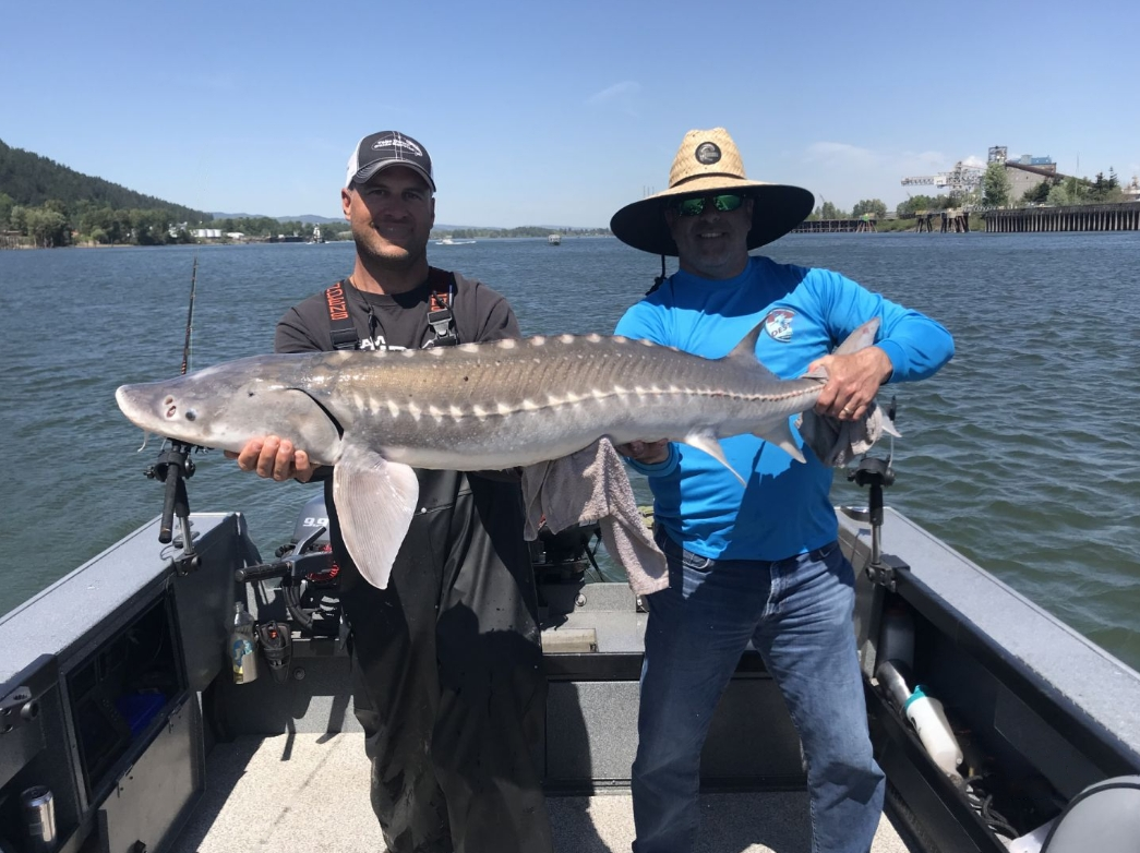 Sturgeon Catch And Release Trip In Portland