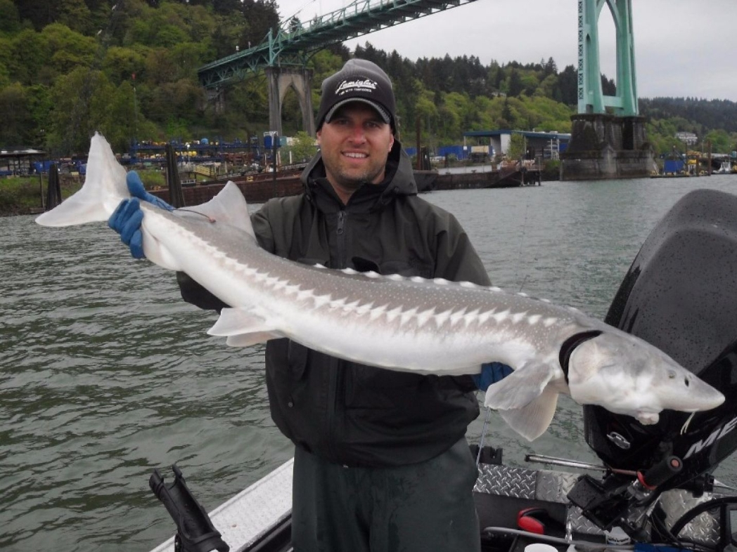 Sturgeon Catch And Release Trip In Portland