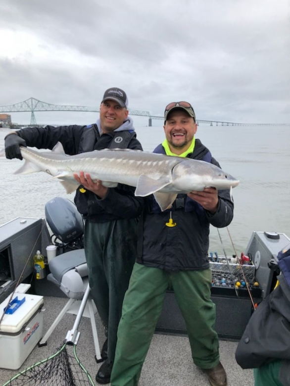 Sturgeon Catch And Release Trip In Portland