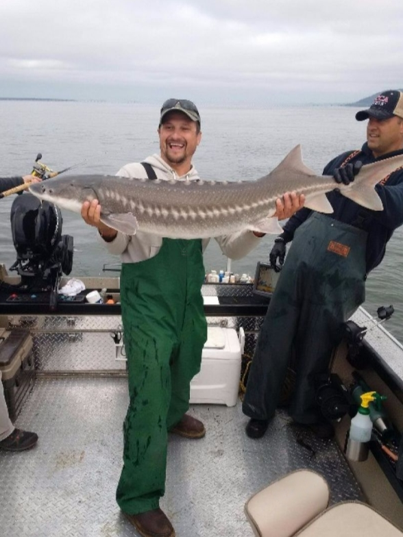 Sturgeon Catch And Release Trip In Portland