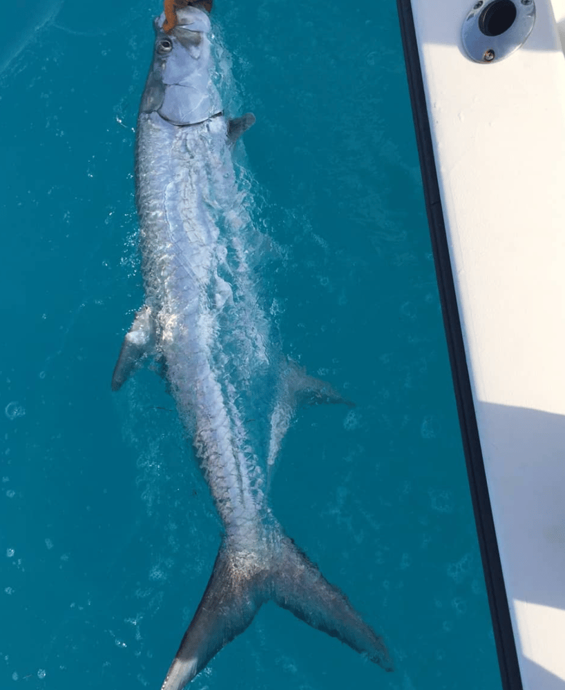 Targeting Tarpon In Key West In Key West