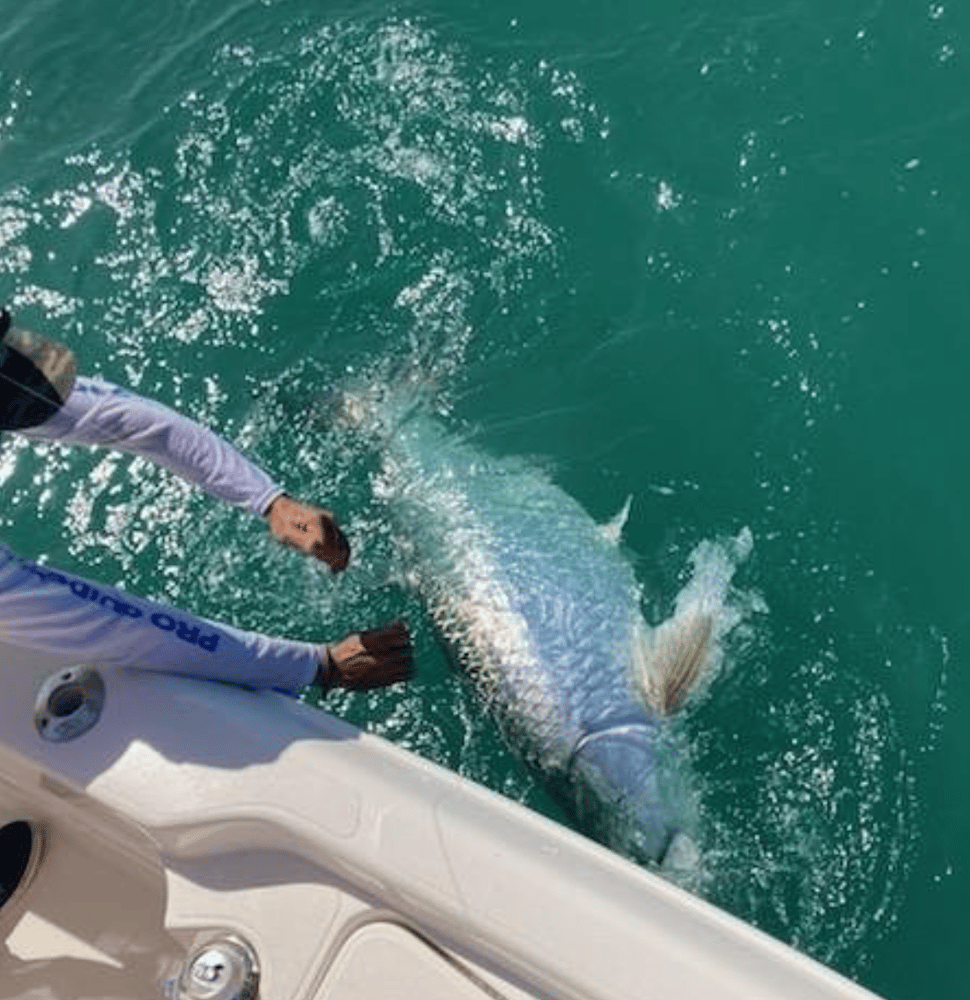 Targeting Tarpon In Key West In Key West