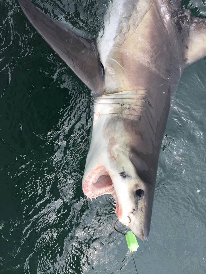 Montauk Shark Special In Montauk