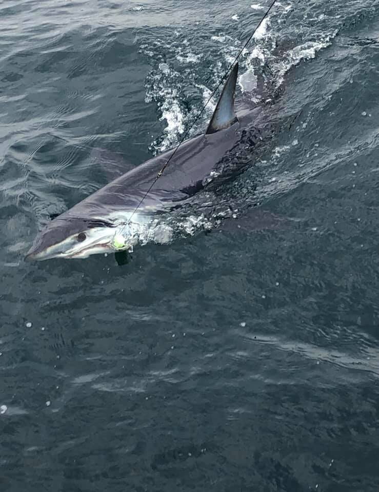 Montauk Shark Special In Montauk