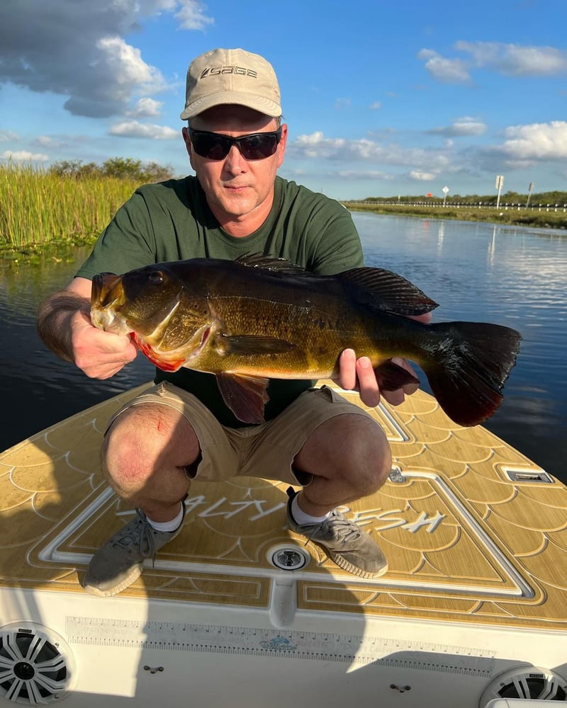 Peacock Bass + Iguana Cast & Blast In Miami