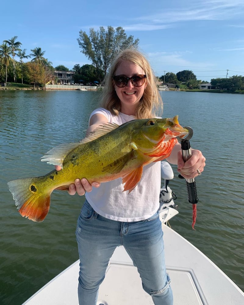 Peacock Bass + Iguana Cast & Blast In Miami