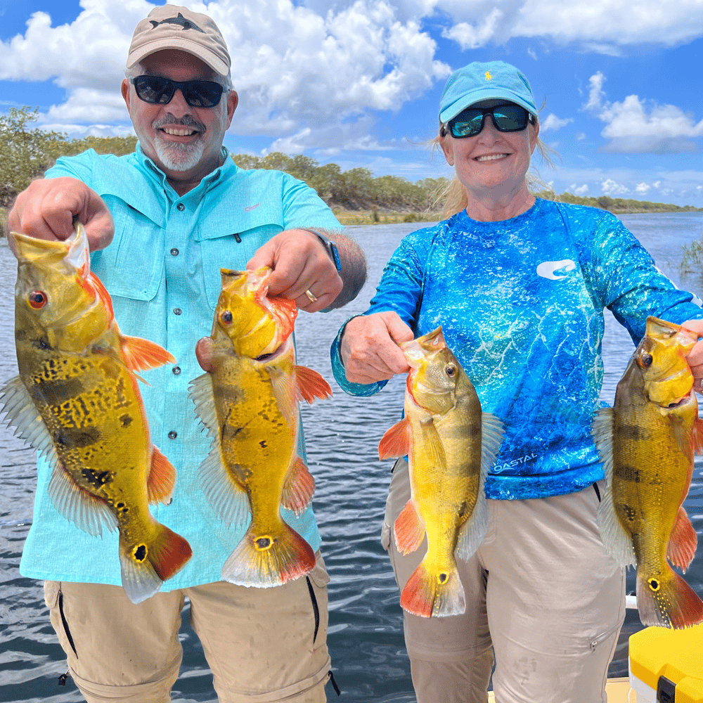 Freshwater Peacock Bass & More In Miami