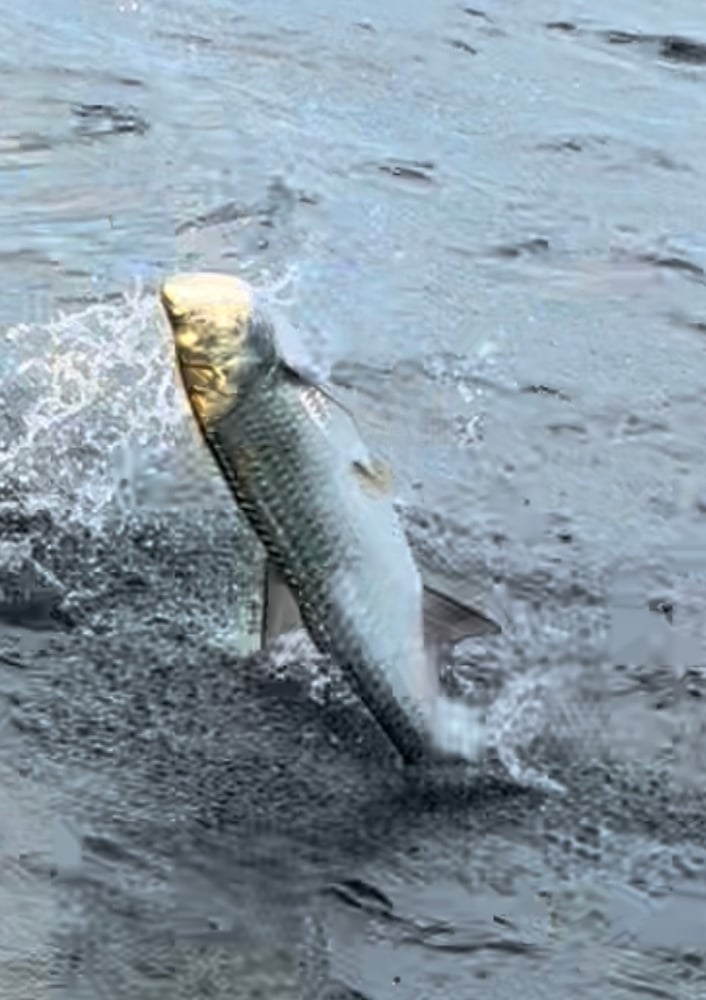 Boca Trophy Tarpon - 95% Success In Boca Grande