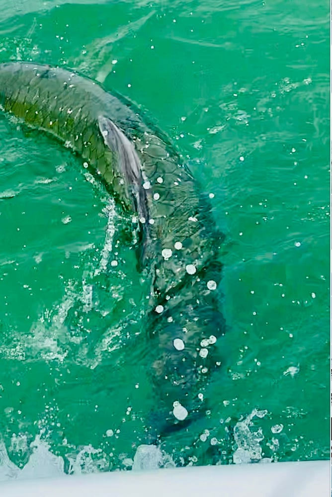 Boca Trophy Tarpon - 95% Success In Boca Grande