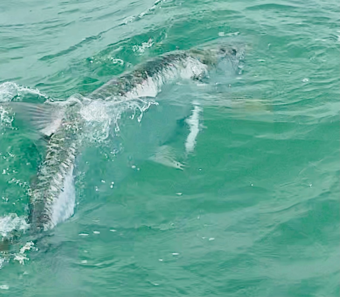 Boca Trophy Tarpon - 95% Success In Boca Grande