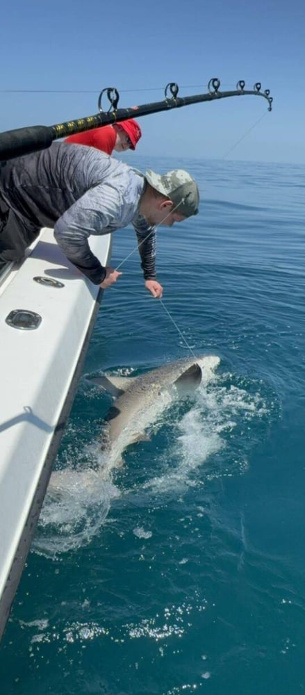 40’ Yacht Sport Fish Shark Hunt In Clearwater