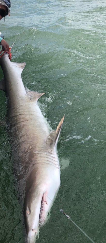 40’ Yacht Sport Fish Shark Hunt In Clearwater