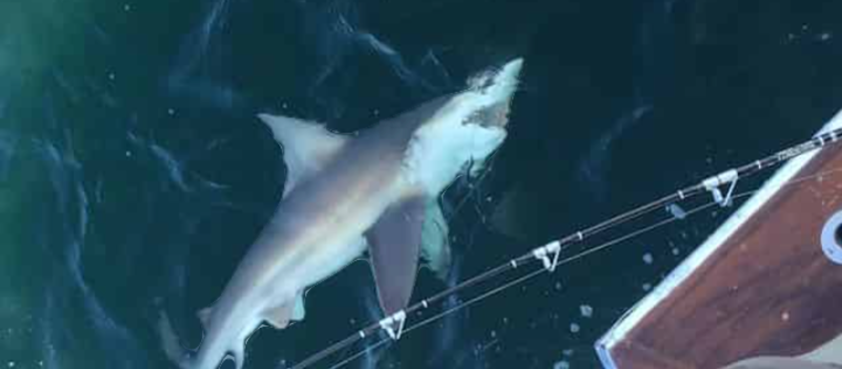 40’ Yacht Sport Fish Shark Hunt In Clearwater