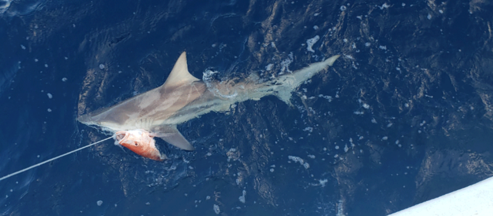 40’ Yacht Sport Fish Shark Hunt In Clearwater