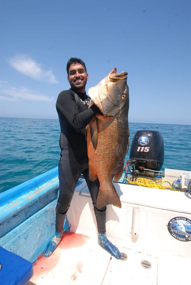 Spearfishing Cabo In Cabo San Lucas