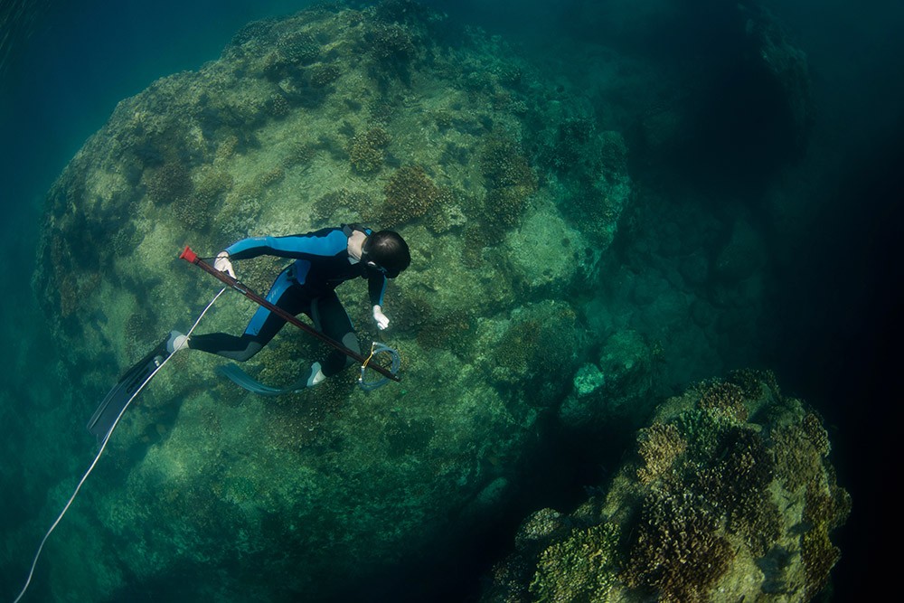 Baja Spearfishing In Cabo San Lucas