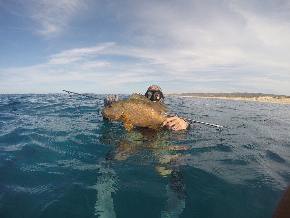 Baja Spearfishing In Cabo San Lucas