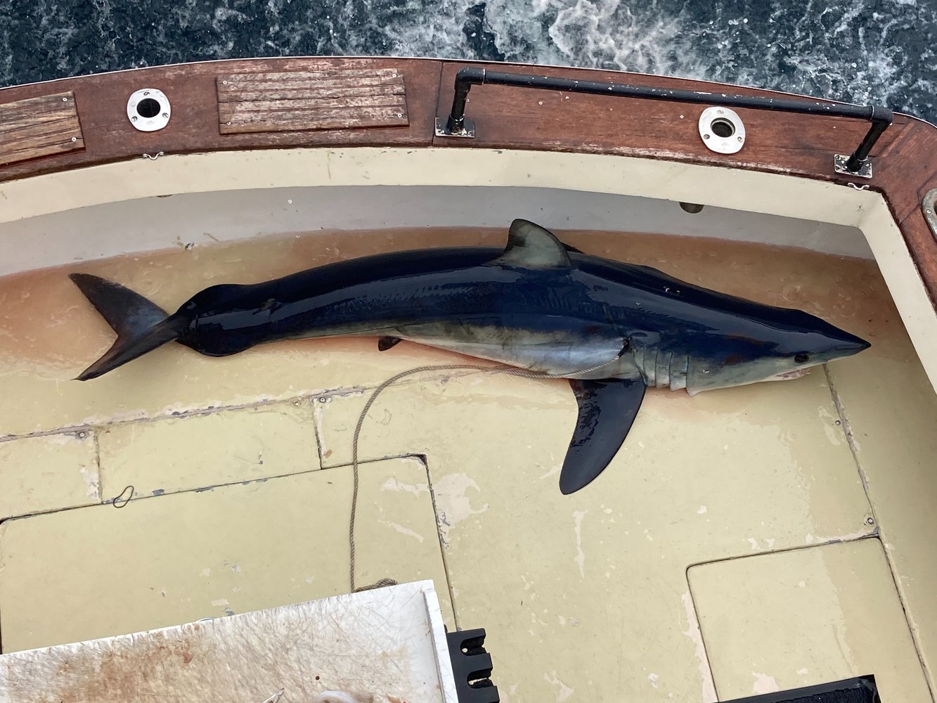 Shark Fishing Montauk In Montauk