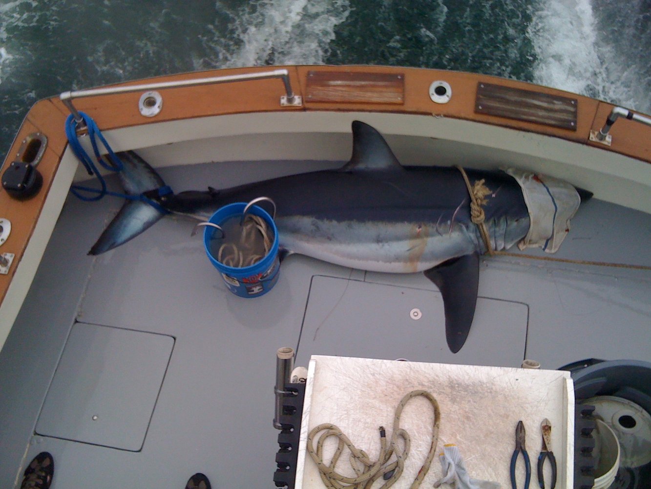 Shark Fishing Montauk In Montauk