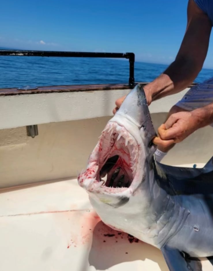 Shark Fishing Montauk In Montauk