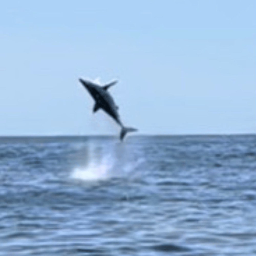 Shark Fishing Montauk In Montauk