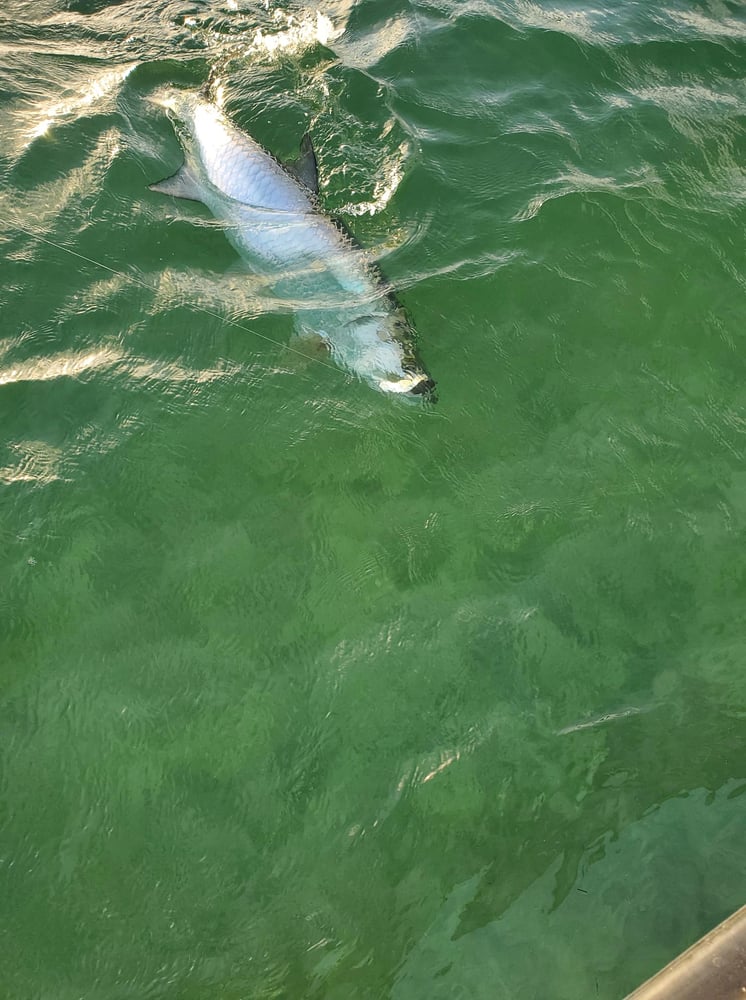 Short Tarpon Trip In Marathon